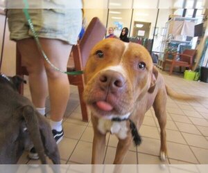 American Staffordshire Terrier-Unknown Mix Dogs for adoption in Ocala, FL, USA