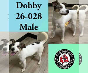 Mutt Dogs for adoption in Georgetown, KY, USA