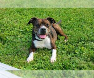Boglen Terrier Dogs for adoption in Louisville, KY, USA