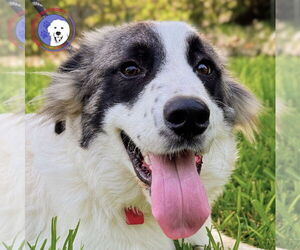 Great Pyrenees Dogs for adoption in Spring, TX, USA