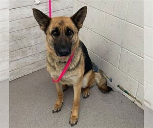 German Shepherd Dog Dogs for adoption in San Bernardino, CA, USA