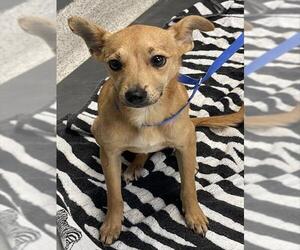 Chihuahua-Unknown Mix Dogs for adoption in Tallahassee, FL, USA