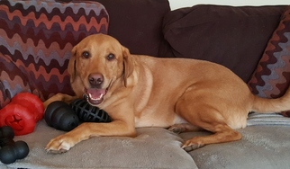 Labrador Retriever Dogs for adoption in Candler, NC, USA
