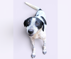Colonial Cocker Spaniel-Unknown Mix Dogs for adoption in Rockville, MD, USA