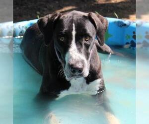Lab-Pointer Dogs for adoption in Wetumpka, AL, USA