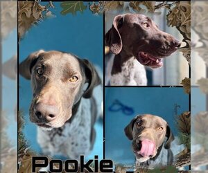 German Shorthaired Pointer Dogs for adoption in Pearland, TX, USA