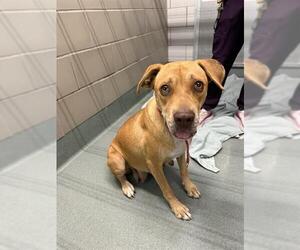 American Pit Bull Terrier-Labrador Retriever Mix Dogs for adoption in Baytown, TX, USA