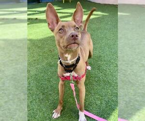 Basenji-Unknown Mix Dogs for adoption in San Francisco, CA, USA