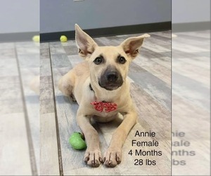 Mutt Dogs for adoption in Woodbury, NY, USA