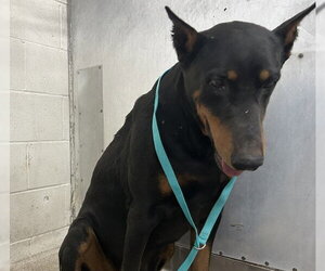 Doberman Pinscher Dogs for adoption in San Bernardino, CA, USA