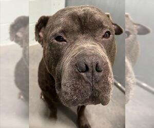 American Staffordshire Terrier-Unknown Mix Dogs for adoption in Tavares, FL, USA