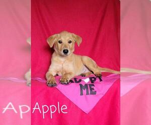Golden Labrador Dogs for adoption in Newark, DE, USA