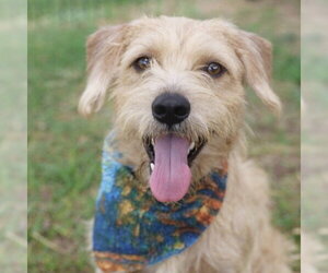 Mutt Dogs for adoption in San Antonio, TX, USA