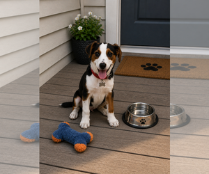 Jack-A-Bee Dogs for adoption in Mt. Laurel, NJ, USA