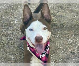 American Pit Bull Terrier-Siberian Husky Mix Dogs for adoption in Pueblo, CO, USA