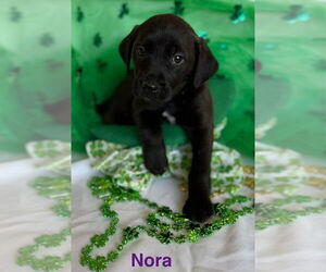 Golden Labrador Dogs for adoption in Aurora, IN, USA