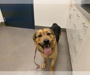 Shepweiller Dogs for adoption in HESPERIA, CA, USA