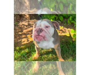 Bulldog Dogs for adoption in Candler, NC, USA