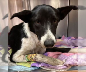Border Collie Dogs for adoption in Martinez, CA, USA