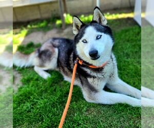 Siberian Husky Dogs for adoption in Long Beach, CA, USA