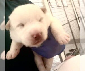Mutt Dogs for adoption in Houston, TX, USA