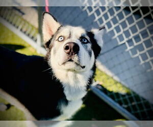 Siberian Husky Dogs for adoption in Orlando, FL, USA