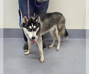 - Mix Dogs for adoption in Louisville, KY, USA