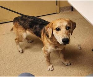 Labrador Retriever-Unknown Mix Dogs for adoption in Fort Collins, CO, USA