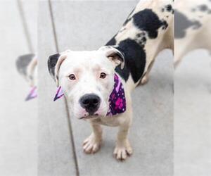 American Pit Bull Terrier-Unknown Mix Dogs for adoption in Tulsa, OK, USA