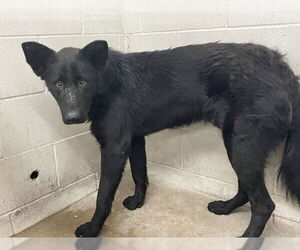 German Shepherd Dog Dogs for adoption in San Bernardino, CA, USA