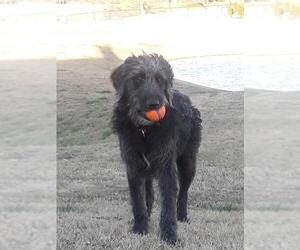 Labradoodle Dogs for adoption in Coppell, TX, USA
