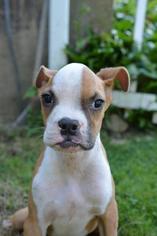 Medium Photo #1 Boxer-Unknown Mix Puppy For Sale in Danbury, CT, USA