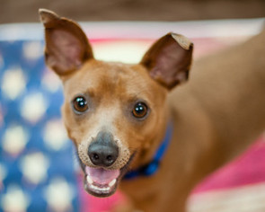 Medium Photo #1 Italian Greyhound-Miniature Pinscher Mix Puppy For Sale in Kennesaw, GA, USA