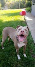 American Pit Bull Terrier-Unknown Mix Dogs for adoption in Chico, CA, USA