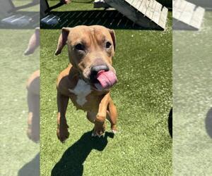 American Bulldog Dogs for adoption in Toronto, Ontario, Canada