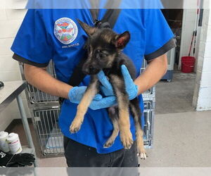 Mutt Dogs for adoption in San Bernardino, CA, USA