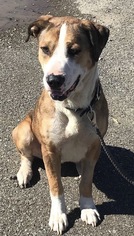 Boxador Dogs for adoption in Chico, CA, USA