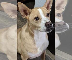 Borador Dogs for adoption in Canutillo, TX, USA