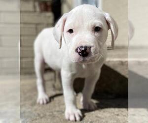 American Bulldog-American Staffordshire Terrier Mix Dogs for adoption in Fredericksburg, VA, USA