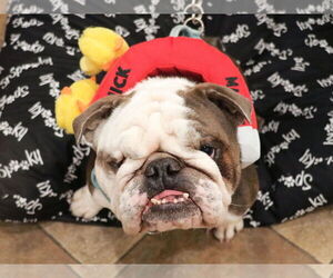 American Bulldog-American Staffordshire Terrier Mix Dogs for adoption in Victorville, CA, USA