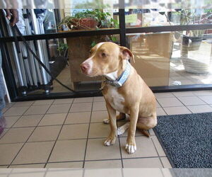 American Pit Bull Terrier-Unknown Mix Dogs for adoption in Ocala, FL, USA