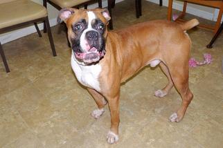 Bulloxer Dogs for adoption in Pierceton , IN, USA