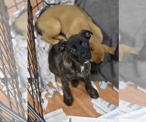 Boxador Dogs for adoption in SHERBURNE, NY, USA