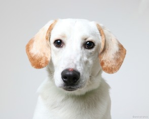 Lab-Pointer Dogs for adoption in Eden Prairie, MN, USA