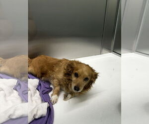 Spaniel-Unknown Mix Dogs for adoption in Chico, CA, USA