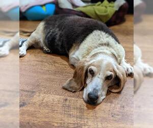 Basset Hound Dogs for adoption in Seven Valleys, PA, USA