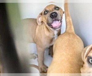 Mutt Dogs for adoption in Houston, TX, USA
