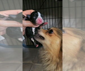 Pomeranian-Unknown Mix Dogs for adoption in Pacifica, CA, USA