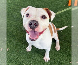 Mutt Dogs for adoption in Murfreesboro, TN, USA