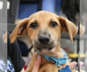 Dachshund-Unknown Mix Dogs for adoption in Washington, DC, USA